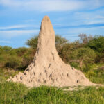 descoperiri uimitoare din inima savanelor africane orase subterane construite de termite