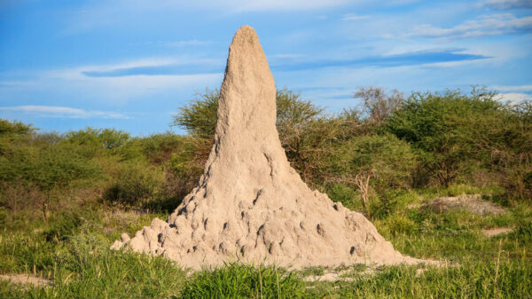 descoperiri uimitoare din inima savanelor africane orase subterane construite de termite