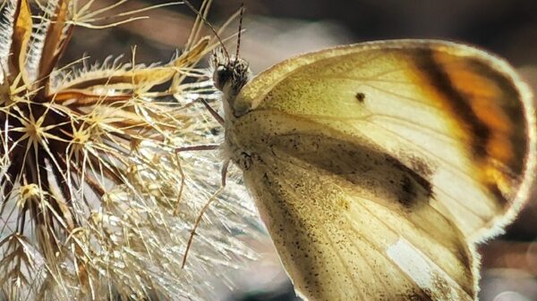 o mariposa africana observata pentru prima data la madrid un nou semn al crizei climatice