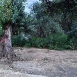 regenerarea urbana si spatiile verzi lectiile pe care le ridica proiectul falezei din galati