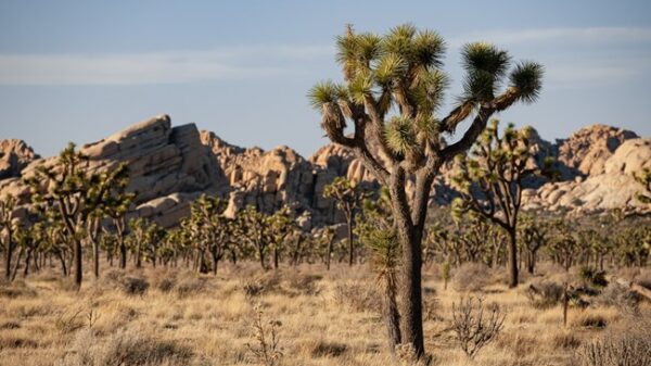 incendii desert arbori