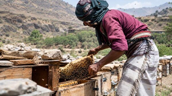 yemen miere