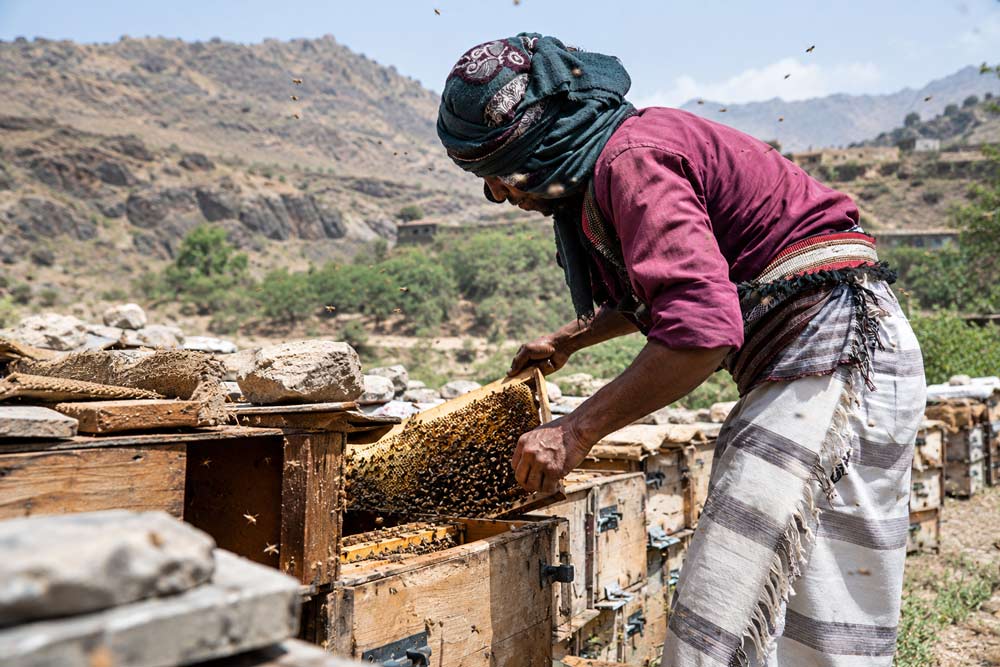 yemen miere